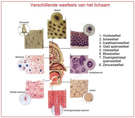 Grafische weergave van de dichtheid van spier- en vetweefsel