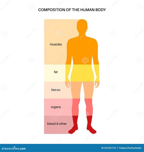 Diagram dat de componenten van lichaamssamenstelling toont