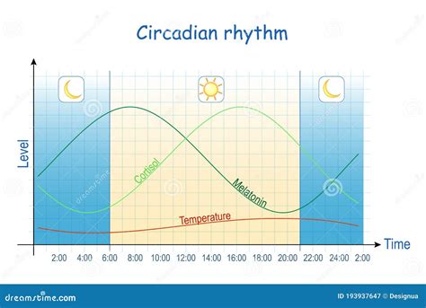 Schema circadiaans ritme