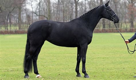 Paard met gespierde achterhand