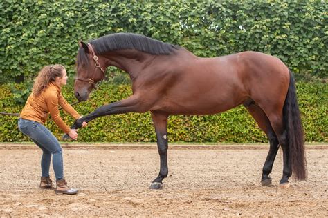 Paard dat rust neemt