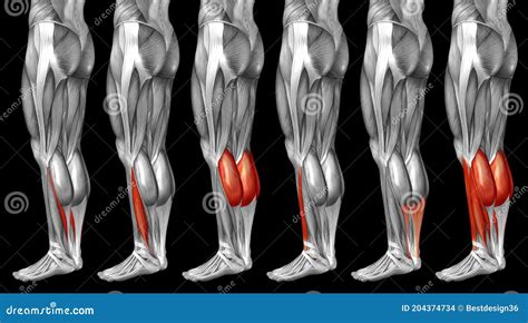 Illustratie van de anatomie van het onderbeen