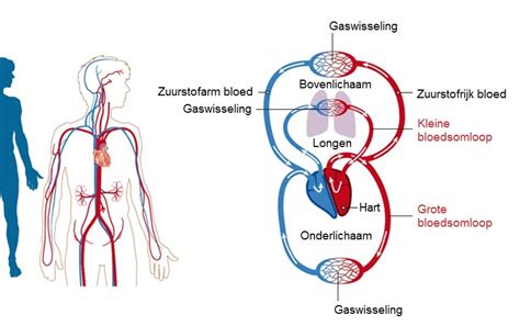 Schematische weergave van de bloedsomloop en vetverbranding