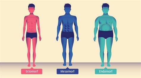 Grafische weergave van de drie lichaamstypes: ectomorf, mesomorf, endomorf.