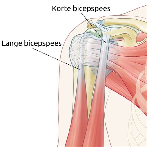 Anatomie van de schouder met de lange bicepspees