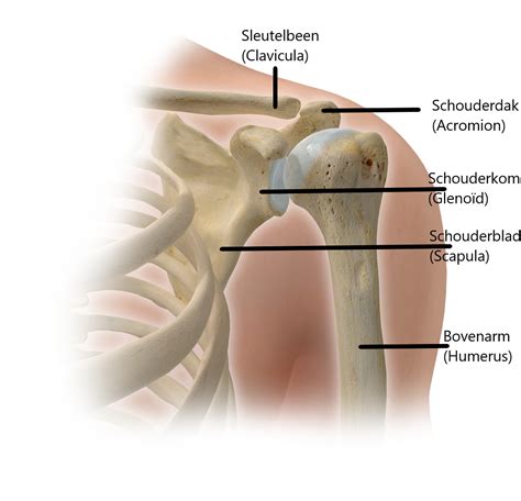 Anatomie van het schoudergewricht