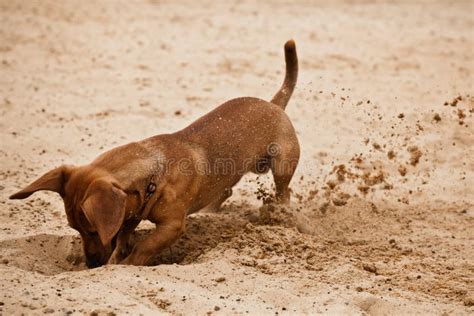 Hond die graaft op het strand