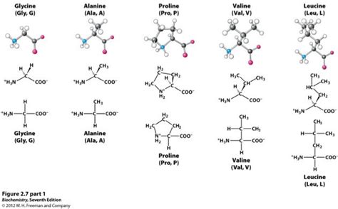 Structuur van eiwitmoleculen