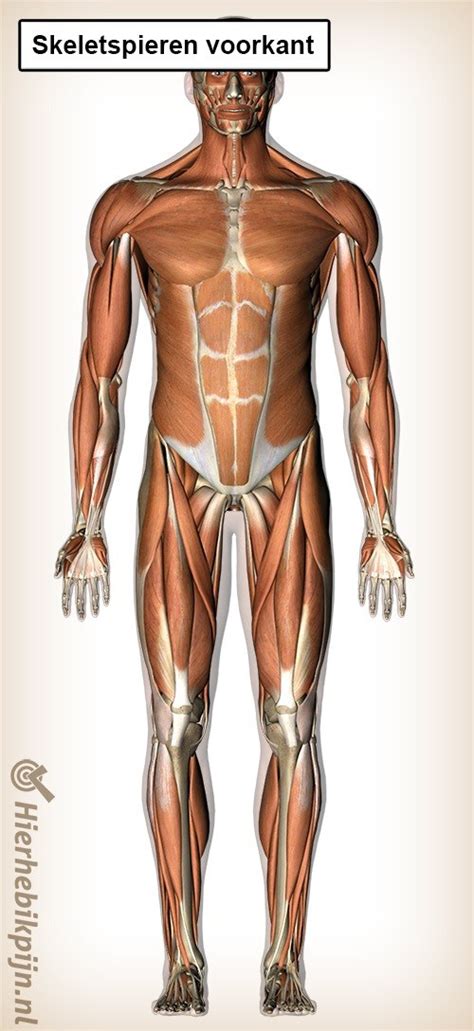 Anatomische illustratie van de spieren die betrokken zijn bij een squat