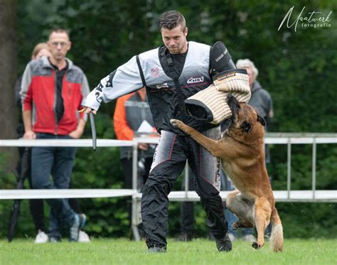 Diverse werkhondenrassen