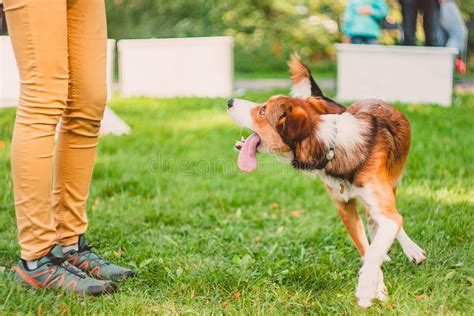 Hond voert Paws-Up oefening uit