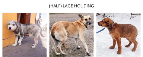 Correcte liggende houding van een hond (sfinx-positie)