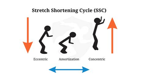 Schema van de stretch-shortening cycle