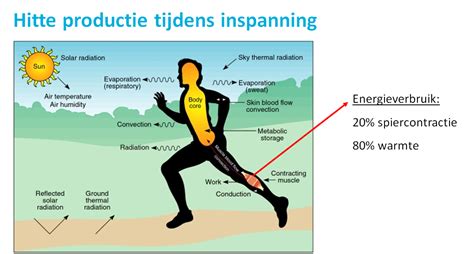 Fysiologische reacties lichaam bij inspanning
