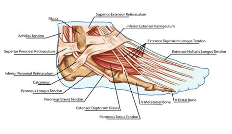 Anatomie van de bicepsspier en pezen