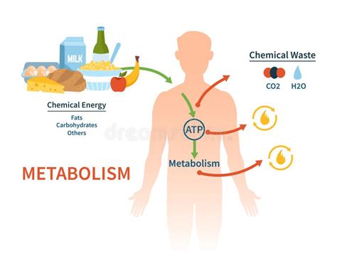 Illustratie van het menselijk metabolisme