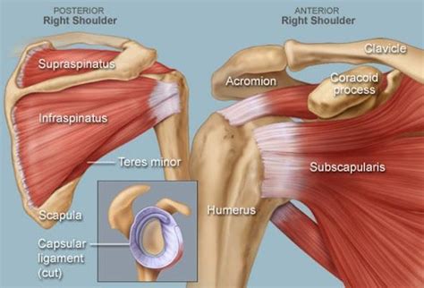 Schema van schouderanatomie met focus op rotator cuff