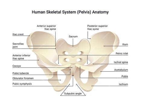Anatomie van het menselijk bekken