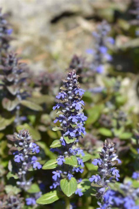 Plantenextract van Ajuga Turkestanica