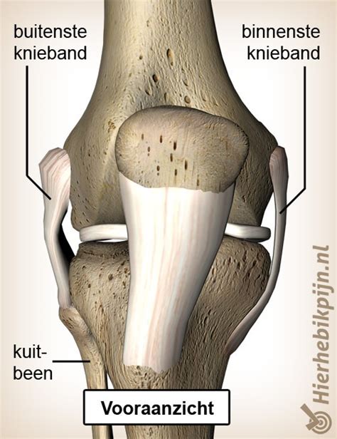 Anatomie van de knie en kniebanden