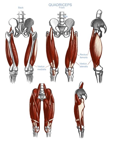 Grafische weergave van de quadriceps spier