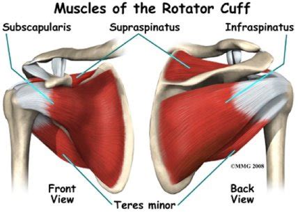 Schema van de rotator cuff spieren