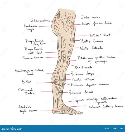 Anatomie van de beenspieren