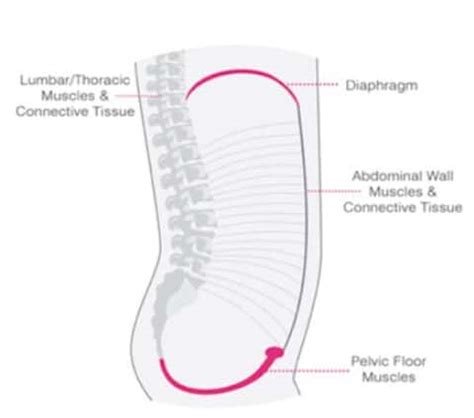 Schematische weergave van de inner core spieren (diafragma, transversus abdominis, bekkenbodem, multifidi)