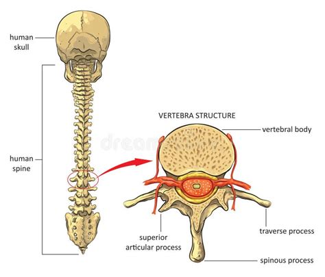 Anatomie van de menselijke ruggengraat