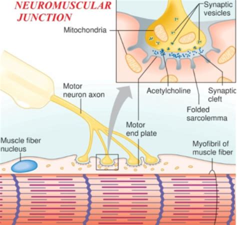De neuromusculaire overgang waar de shockwave zijn effect heeft