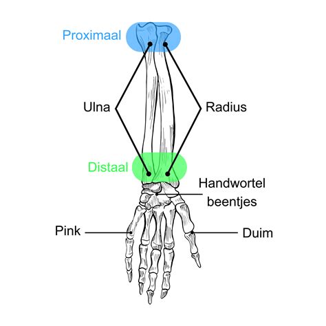 Schematische weergave van de anatomie van een pols- en enkelgewicht