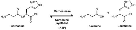 Diagram dat de rol van Carnosine in spierverzuring uitlegt