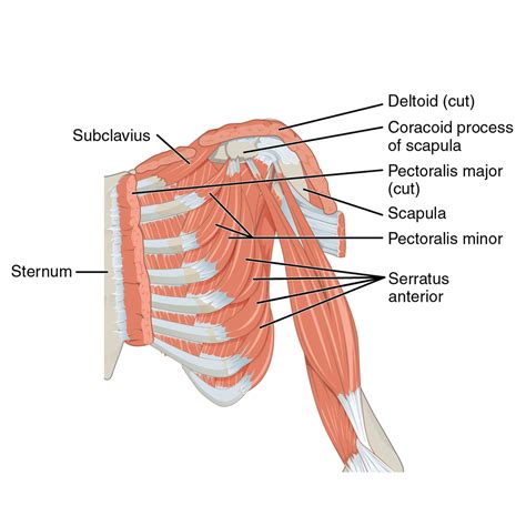 Diagram van de borstspieren met claviculaire, sternocostale en onderste kop