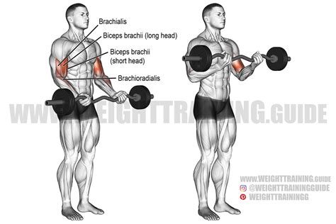 EZ curl bar