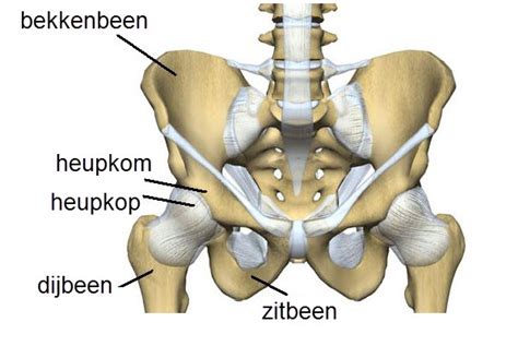Anatomie van de heup en wervelkolom tijdens een squat