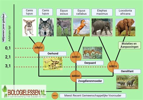 Schema van de verschillende soorten eiwitpoeders en hun kenmerken