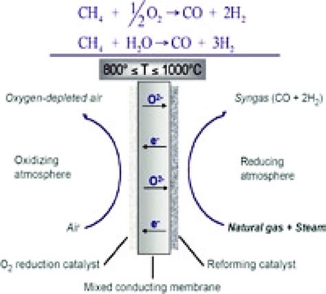 Schematische weergave van de werking van IGF-1 in spiercellen