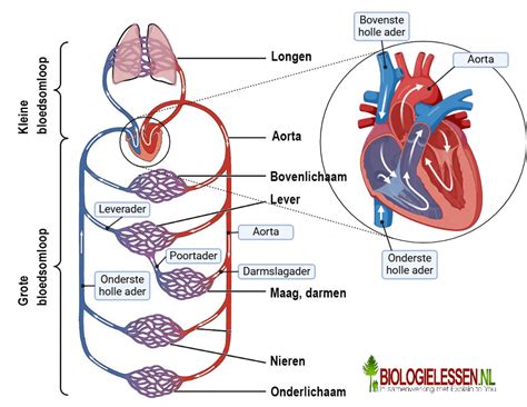 Diagram van de bloedsomloop in het hoofd