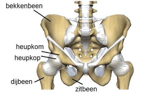 Anatomie van de heup en squatdiepte