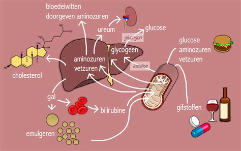 Infographic over de functies van aminozuren in het lichaam
