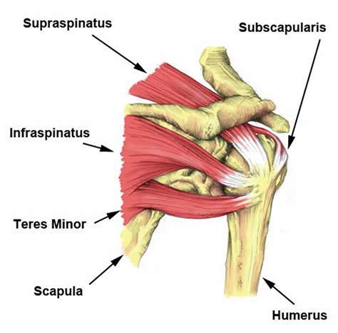 Schema van schouderspieren en rotator cuff