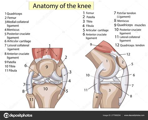 Anatomie van de knie