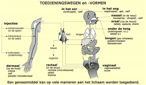 Schematische weergave van de orale toedieningsweg van medicijnen