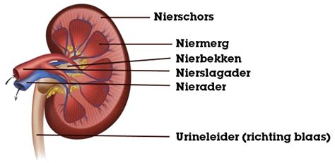 Schema van de nieren en hun functies