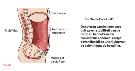 Visualisatie van de core spieren