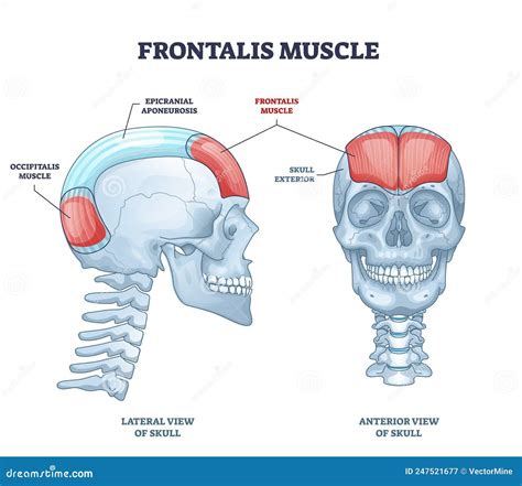 Illustratie van de musculus frontalis en andere spieren van het voorhoofd en gezicht