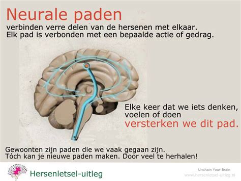 Schema van neurale paden en gewoontevorming