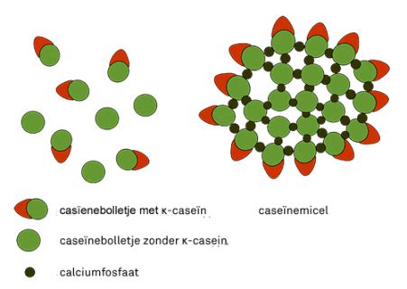 Structuur van caseïne-eiwit in melk