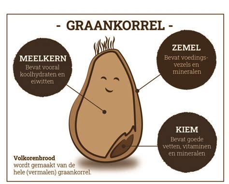 Structuur van een graankorrel