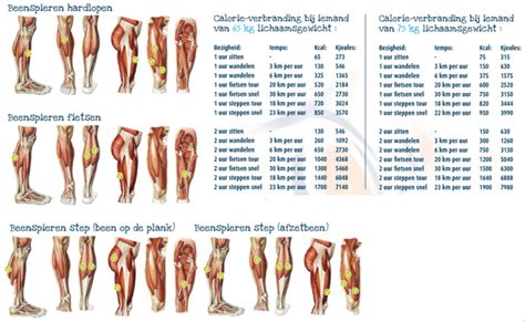 Schematische weergave van verschillende spiergroepen die getraind worden met een deur gym